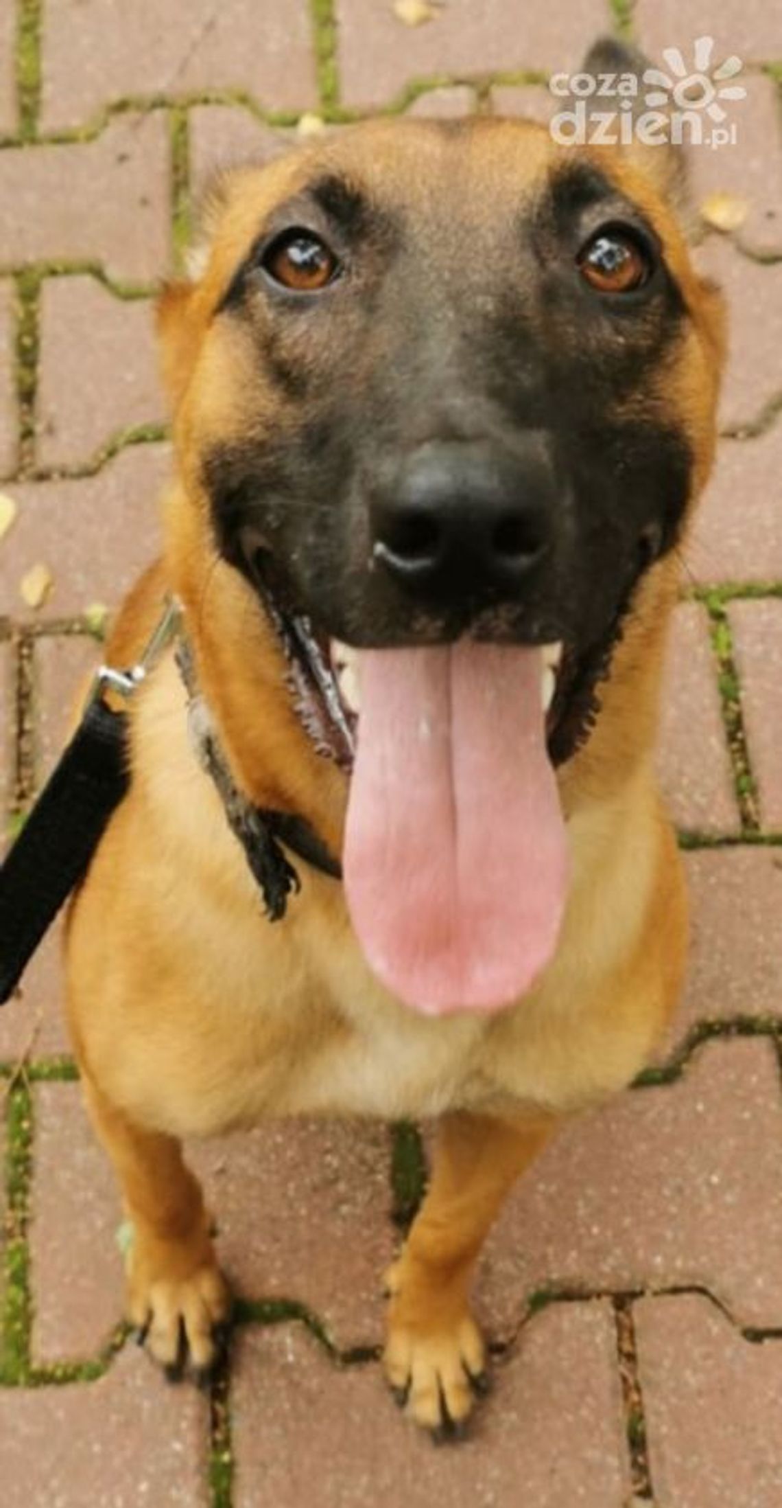 Nowy pies w radomskiej policji Nowy pies w radomskiej policji