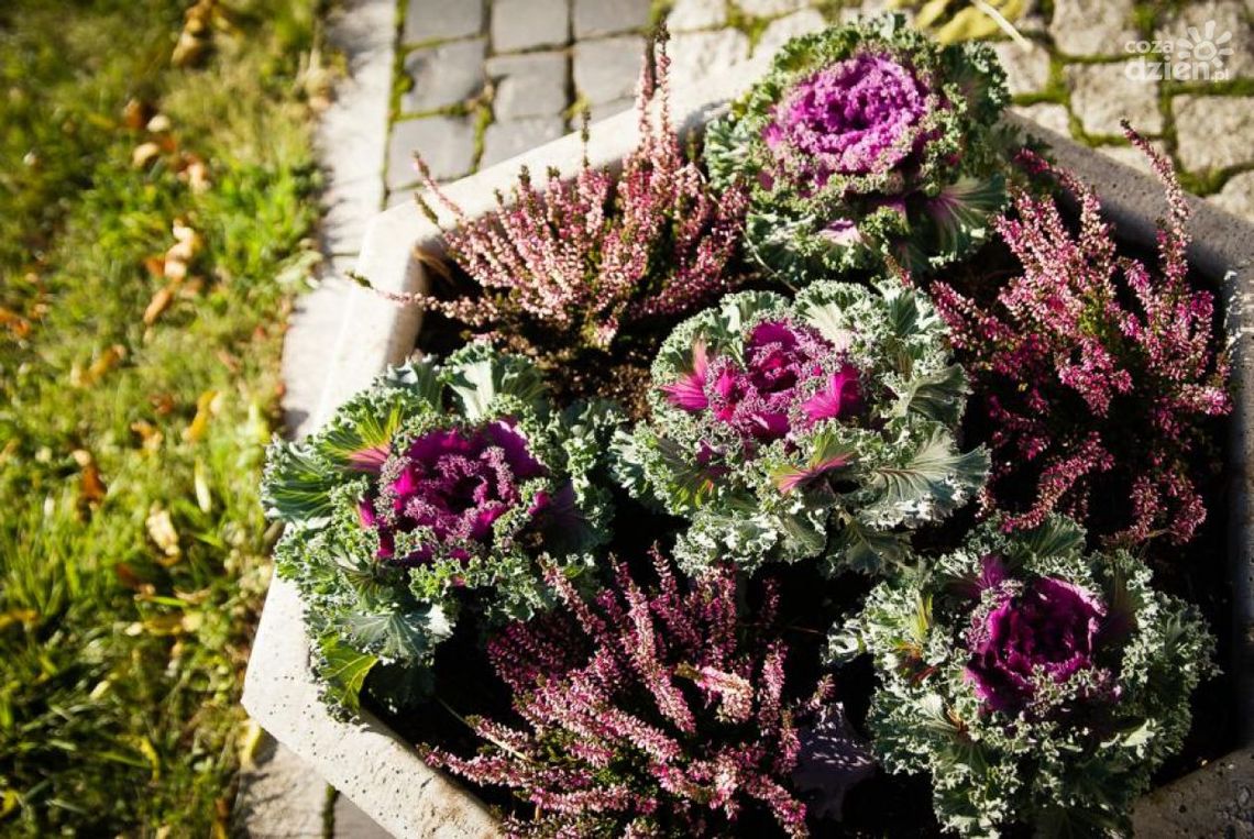 O, i takie mamy roślinki tej jesieni!