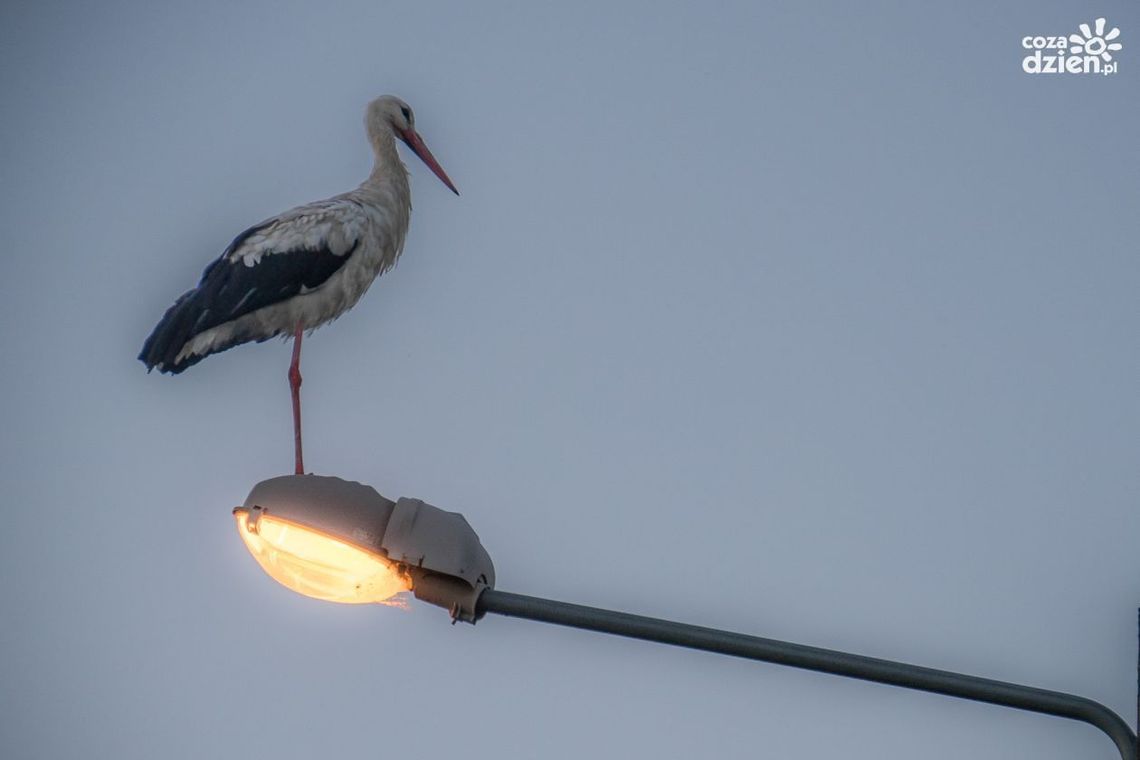 Obejrzyj najlepsze zdjęcia kwietnia