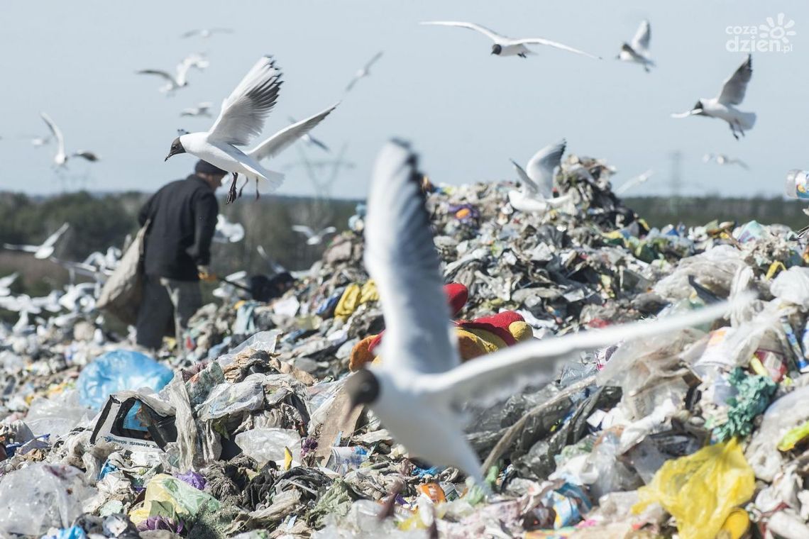 Oblicza biedy. Zbieracze puszek na wysypisku.