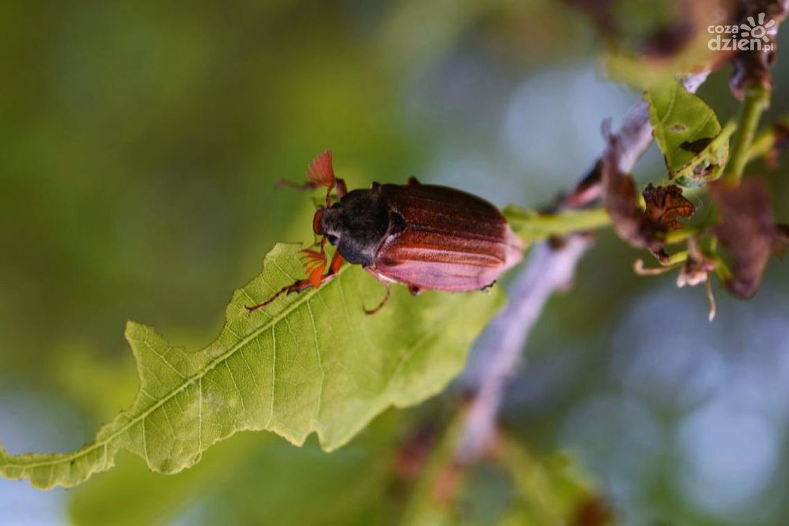 Od poniedziałku zakaz wstępu do lasu!