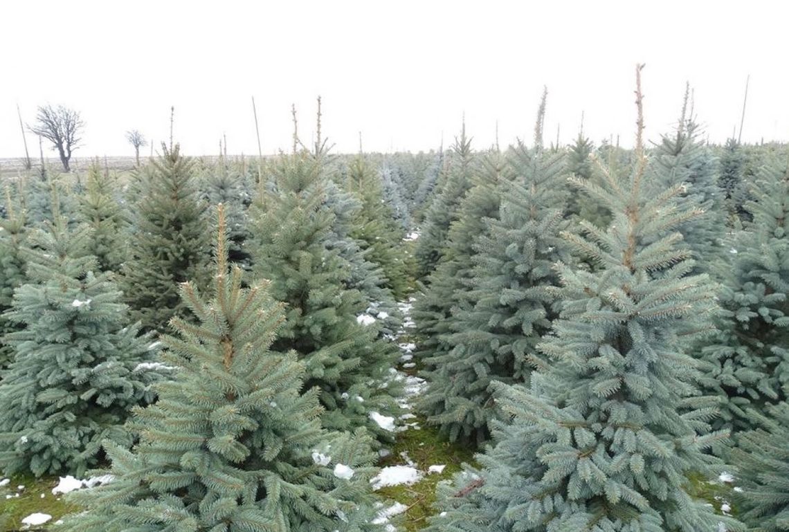 Odbierz choinkę - za darmo