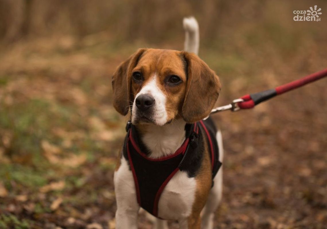 Odkryj top 10 akcesoriów dla psów, które ułatwią Ci codzienną pielęgnację i treningi Odkryj top 10 akcesoriów dla psów, które ułatwią Ci codzienną pielęgnację i treningi