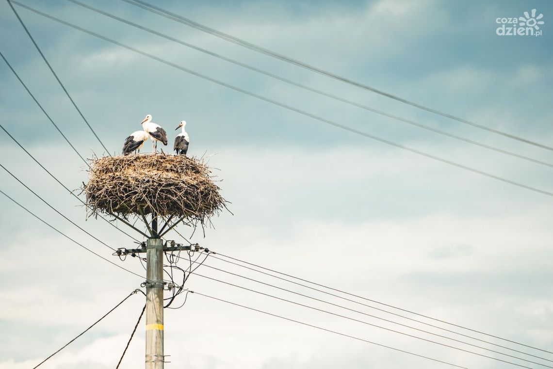 Odliczamy godziny do Co Za Jazda! Iłża