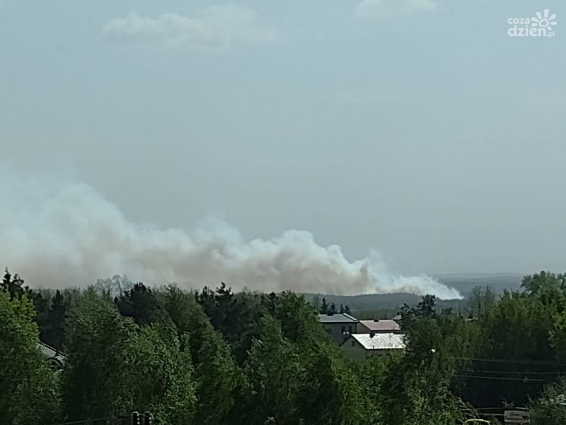 Ogromny pożar lasu pod Grójcem. W akcji kilkadziesiąt zastępów 
