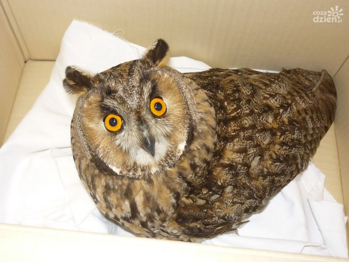 Okrutni ludzie i krwiożerczy żółw