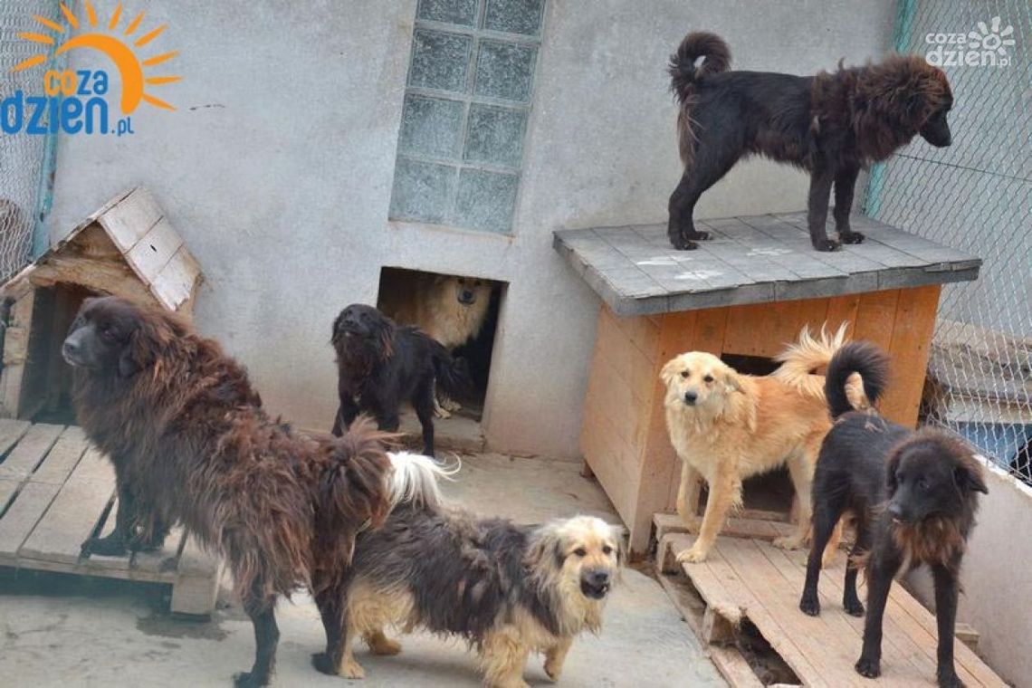 Olbrzymie problemy radomskiego schroniska dla zwierząt