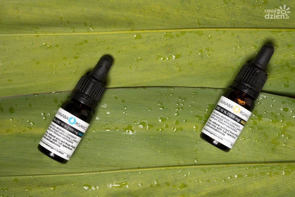 Olejek CBG - co warto wiedzieć na jego temat? Olejek CBG - co warto wiedzieć na jego temat?