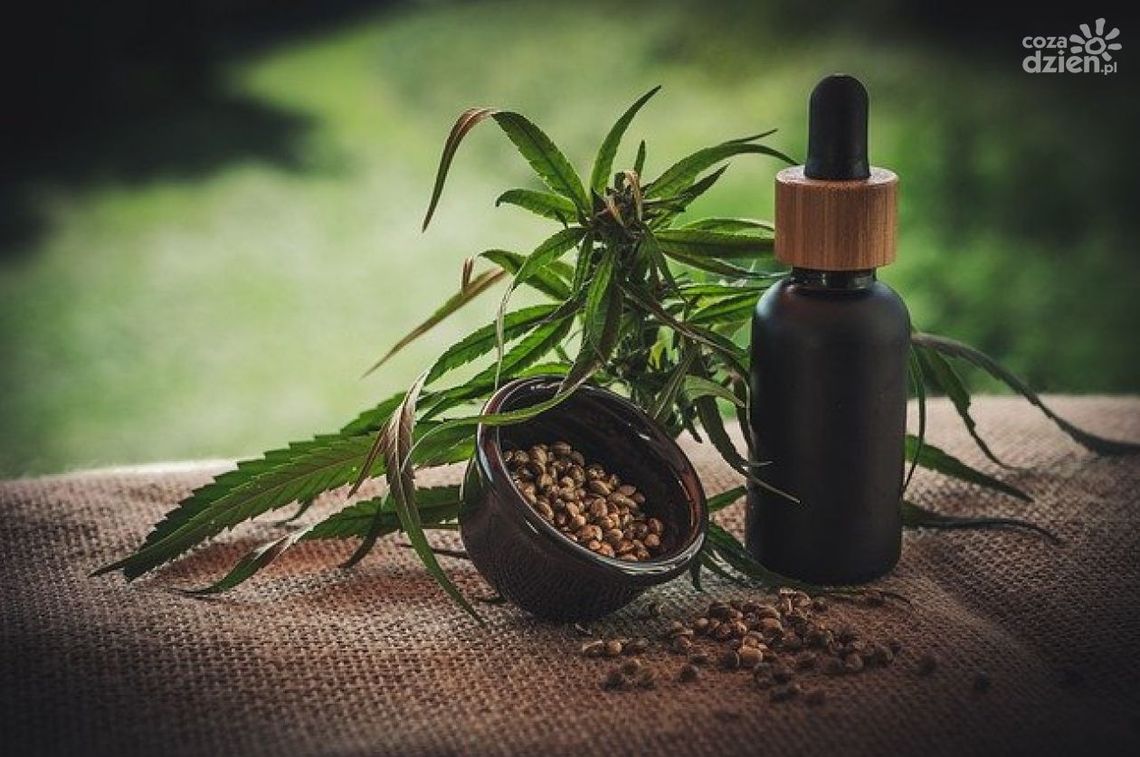 Olejki CBD i ich zastosowanie
