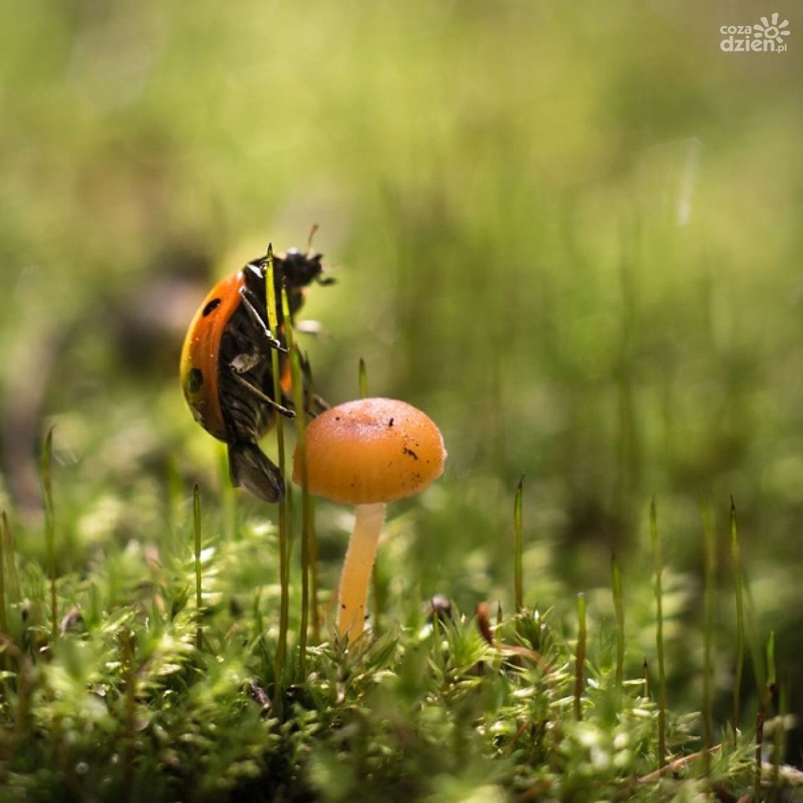 Opowieści z mchu bez paproci - wystawa w Heliosie