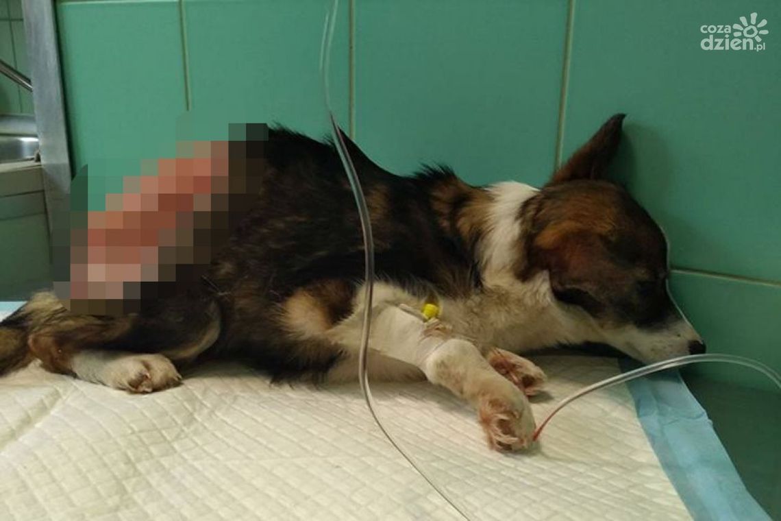 Oskórowaną sunię czeka długie leczenie