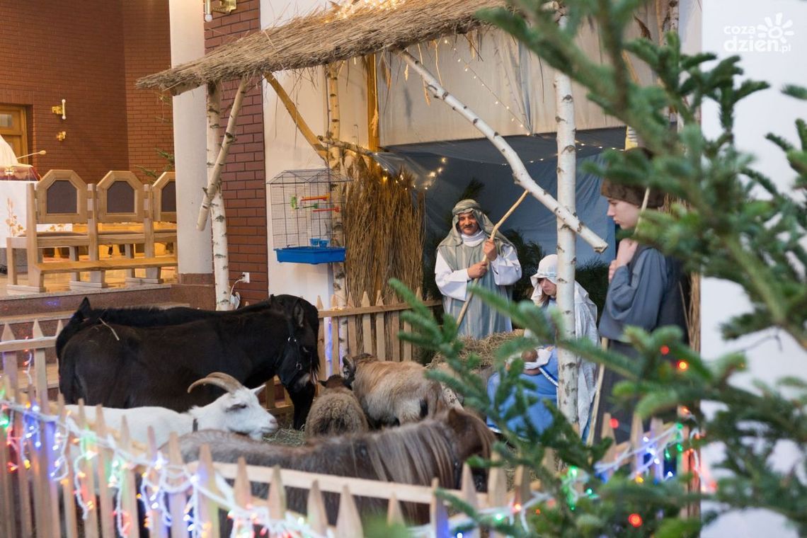 Osły, owce, kozy i... kot. Żywą szopkę oglądali radomianie [ZDJĘCIA]