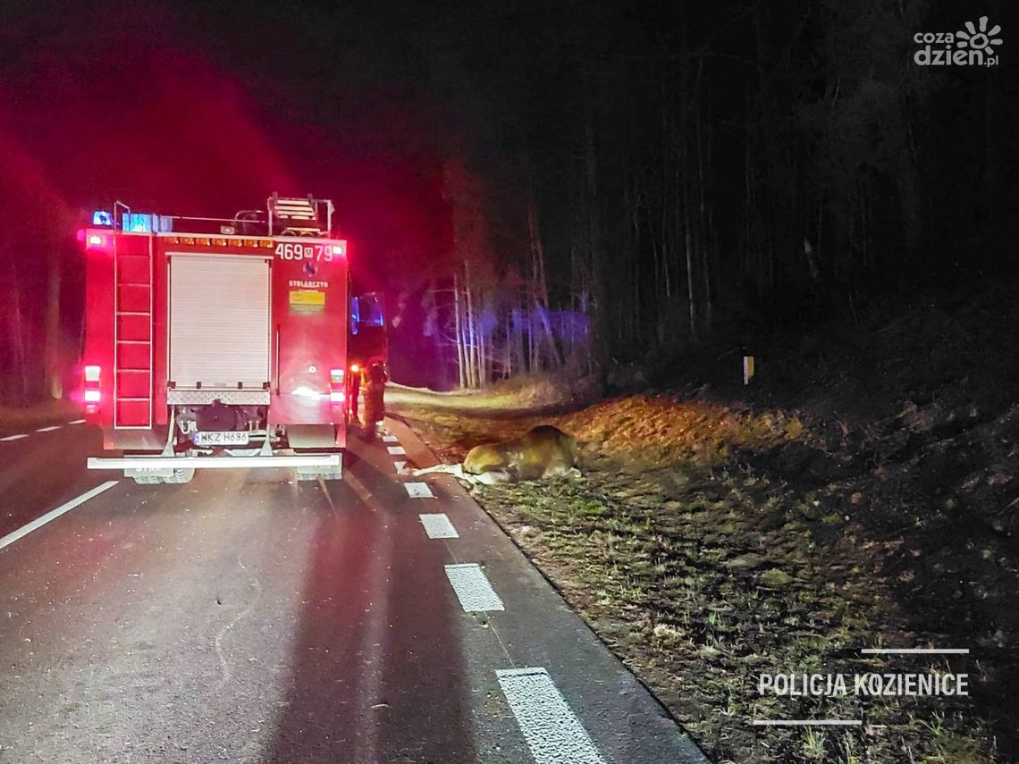 Osobówka zderzyła się z łosiem. 24-latek w szpitalu