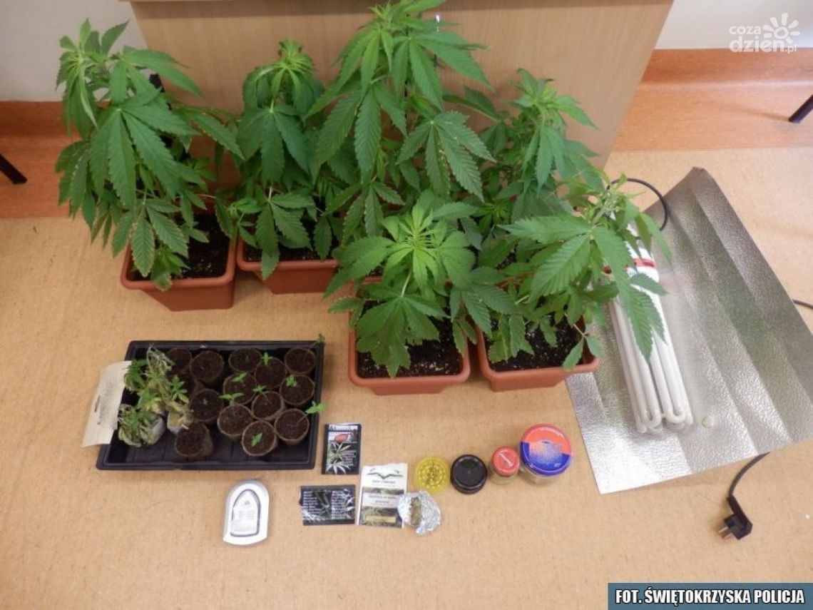 Ostrowiec Świętokrzyski. 41-latek uprawiał konopie
