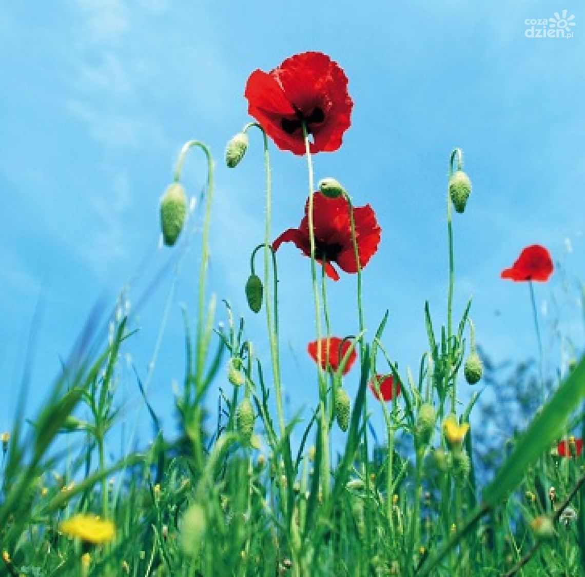 Ostrzeżenie przed latem!