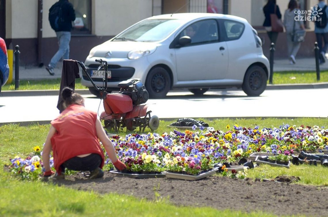 Ozdobią miasto kwiatami za prawie 380 tys. zł Ozdobią miasto kwiatami za prawie 380 tys. zł