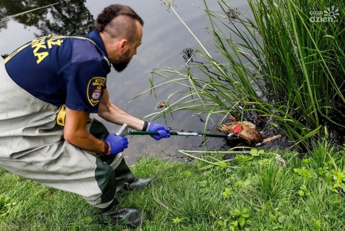Padło stado kaczek. Wina człowieka?