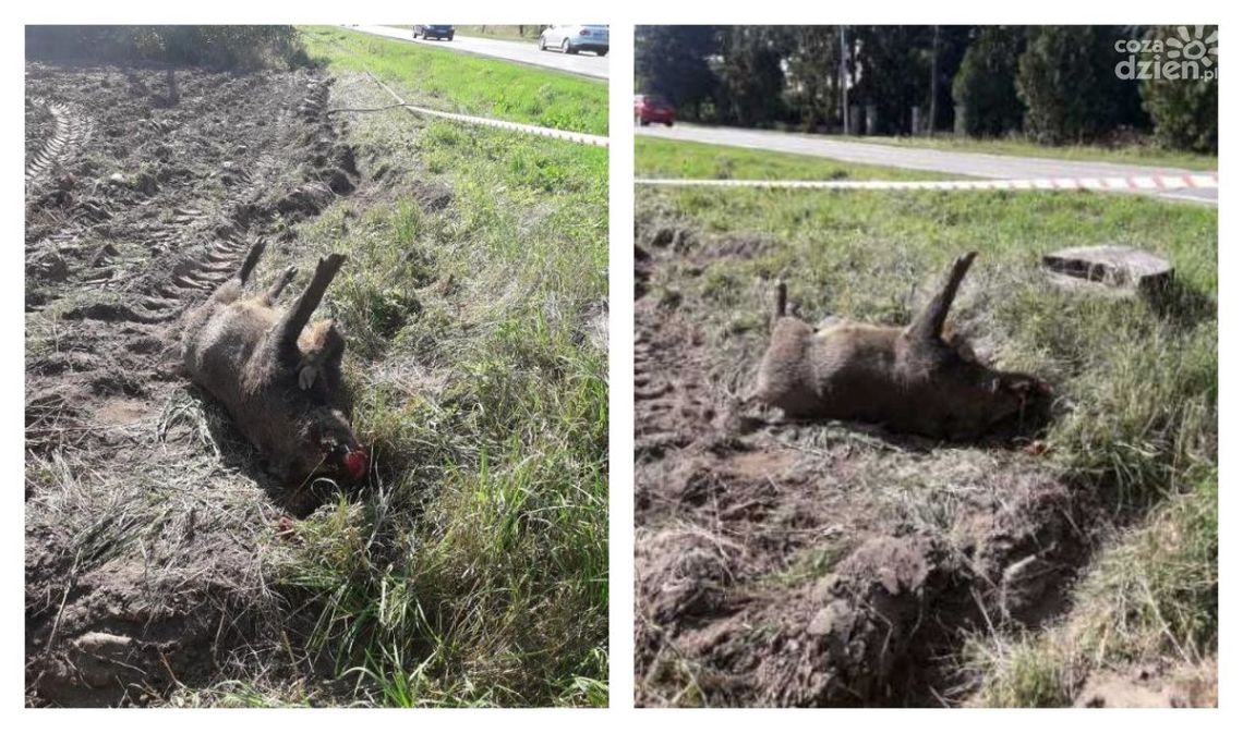Padły dzik w Radomiu. Wypadek czy ASF?