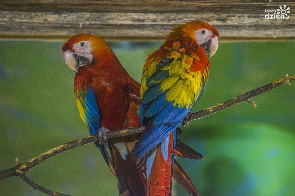 Papugi na wyciągnięcie ręki Papugi na wyciągnięcie ręki