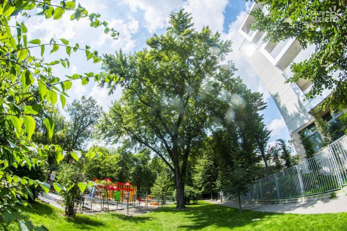 Park Planty. Drzewo pomnikiem nie będzie