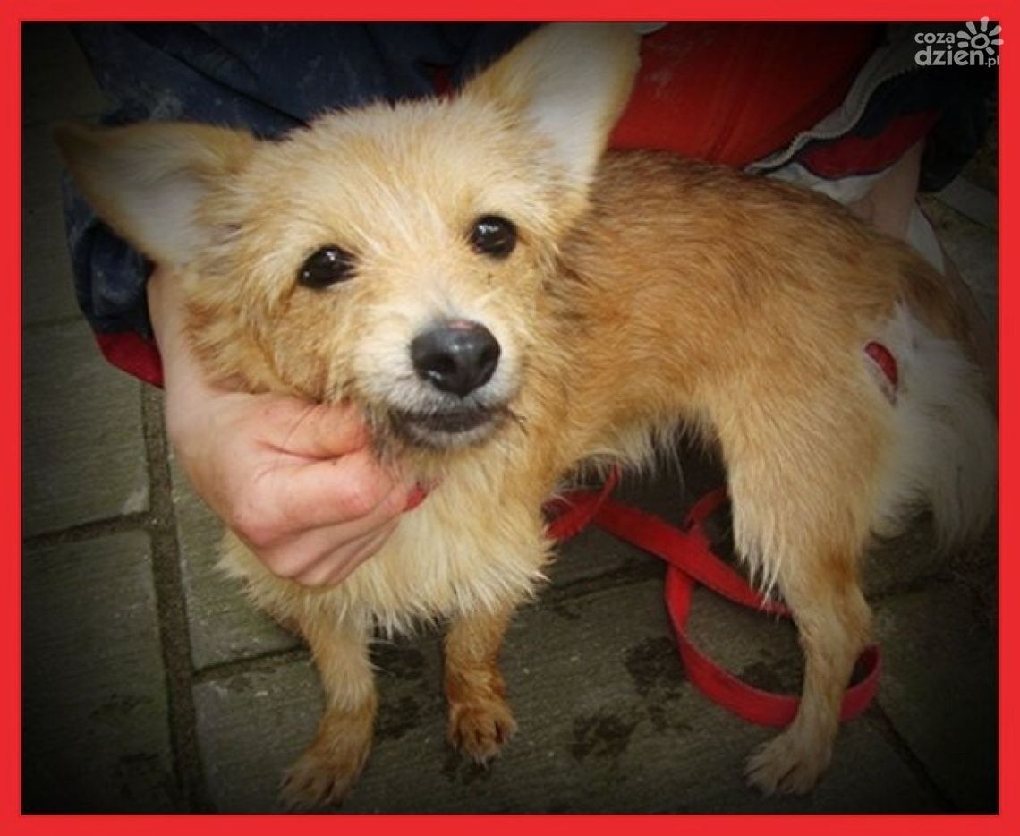 Październikowa akcja pomocy bezdomnym zwierzętom!