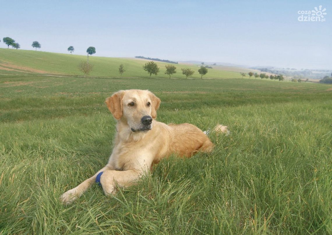 Petsitter - praca na wakacje