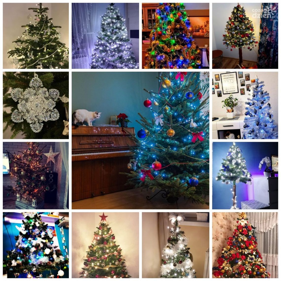 Piękne choinki naszych czytelników cz. I