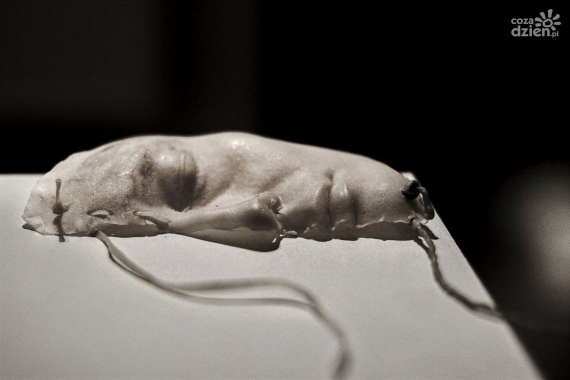 Piękno wg Magdaleny Karłowicz