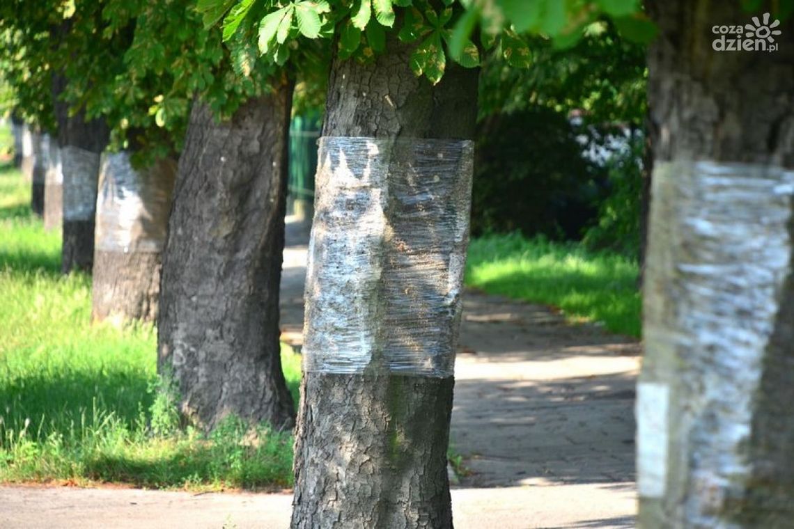 Pieniądze wydane, a kasztanowce zniszczone jak co roku