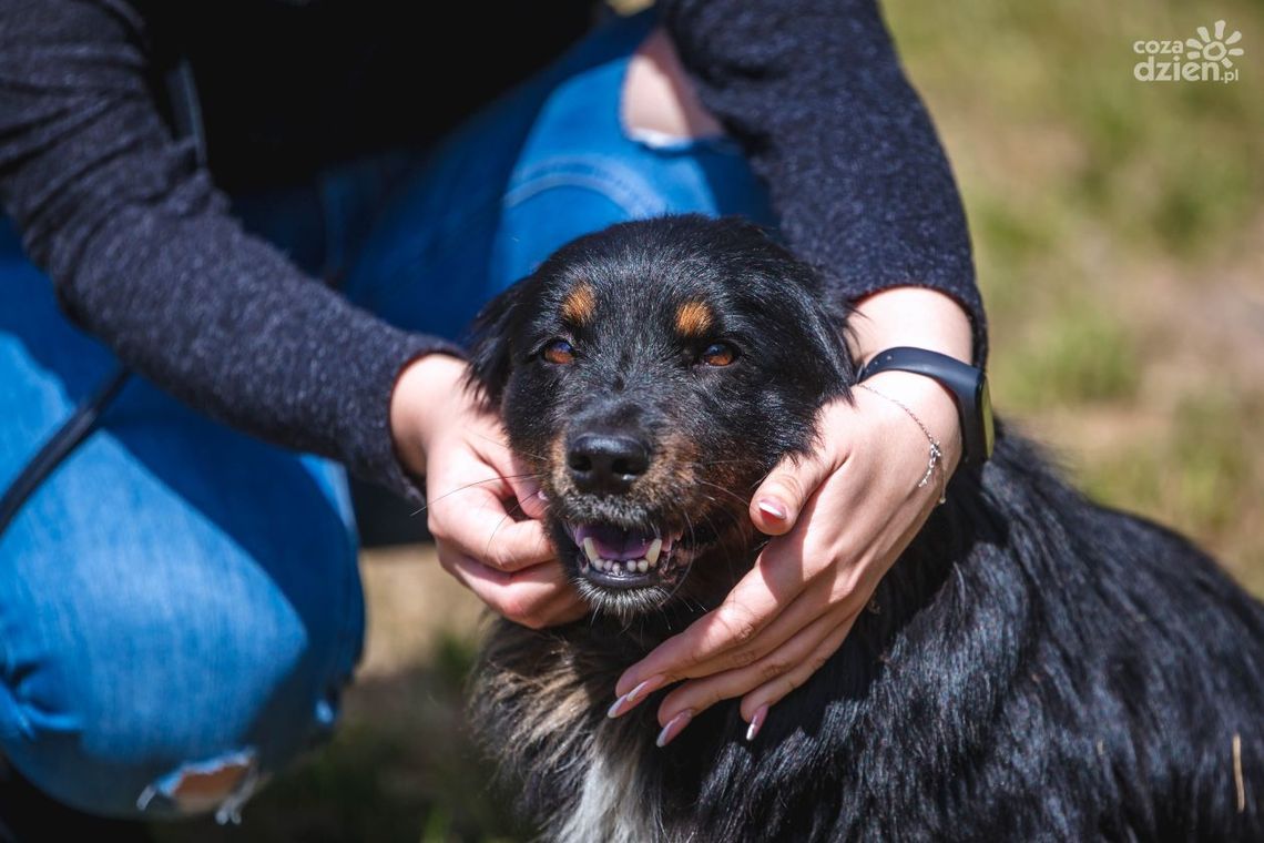 Pierwsza pomoc. Jak pomóc psu przy zadławieniu? Pierwsza pomoc. Jak pomóc psu przy zadławieniu?