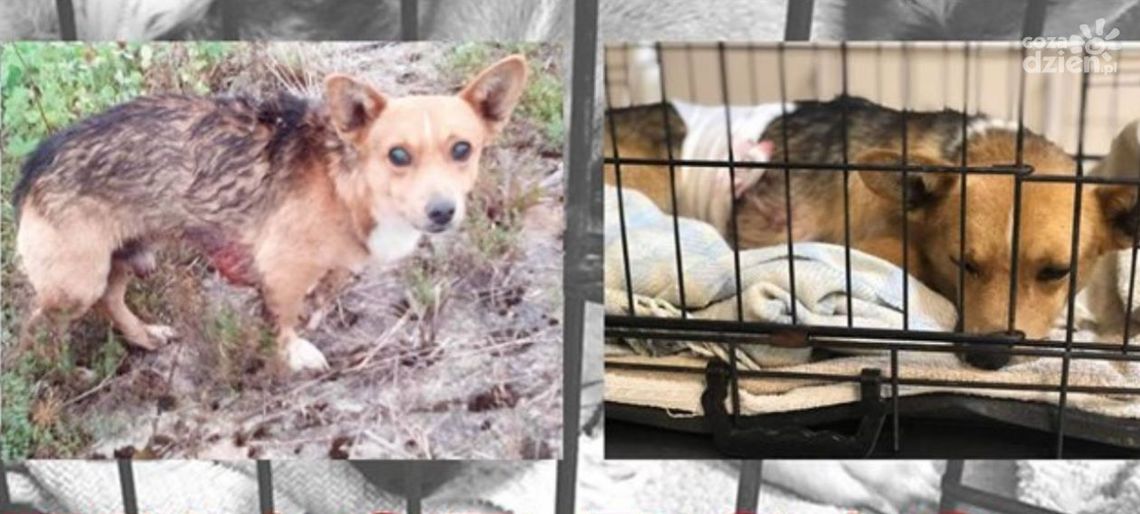 Pies nadziany na widły. Szukają sprawcy, jest nagroda