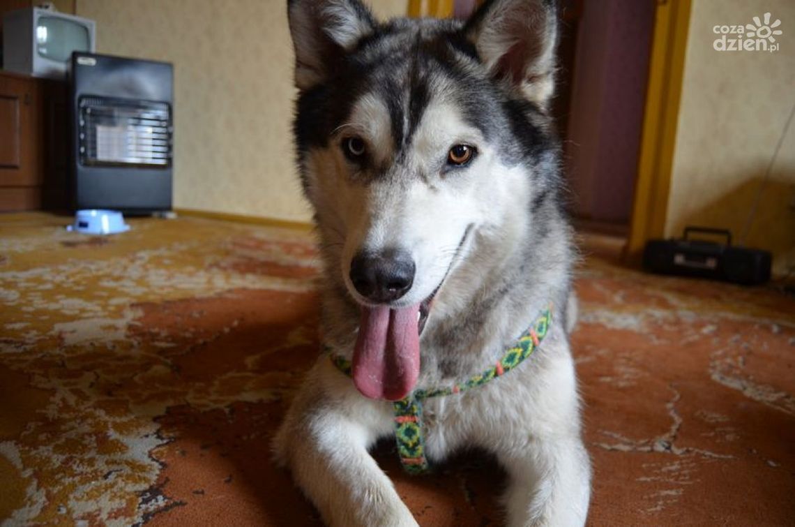 Pies - terapeuta jakich mało