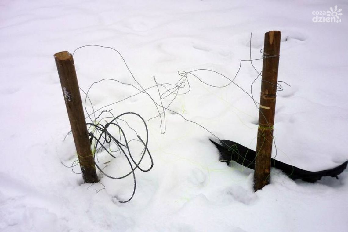 Pies wpadł we wnyki zastawione na Piotrówce!