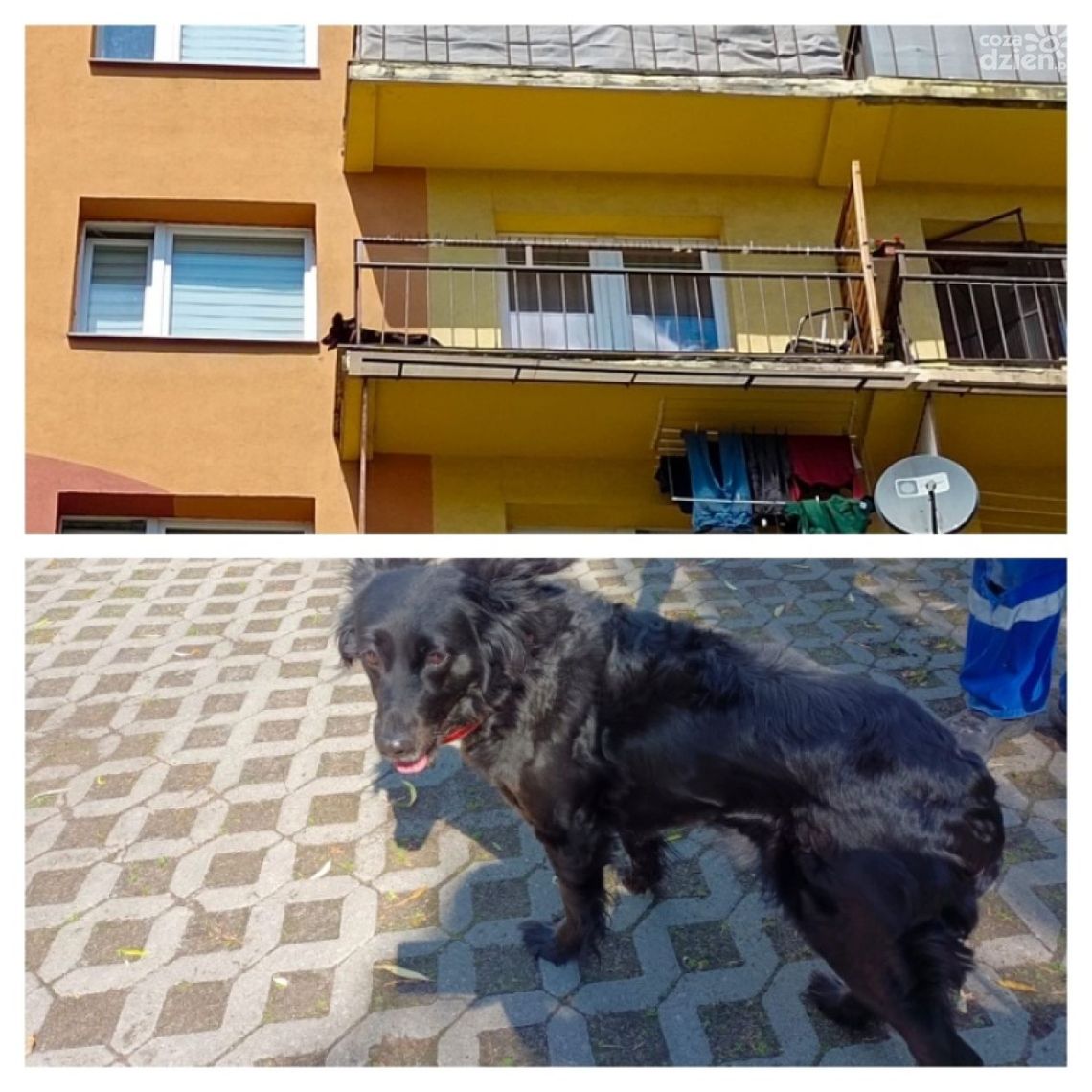 Pies zamknięty na balkonie bez wody i jedzenia. Interweniowała straż