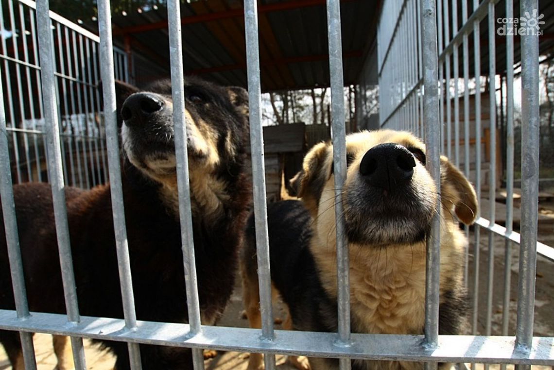 Pieskie życie polepszy się na wiosnę