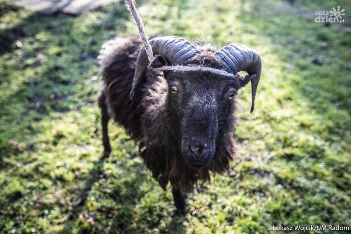 Pilnie poszukiwany właściciel barana