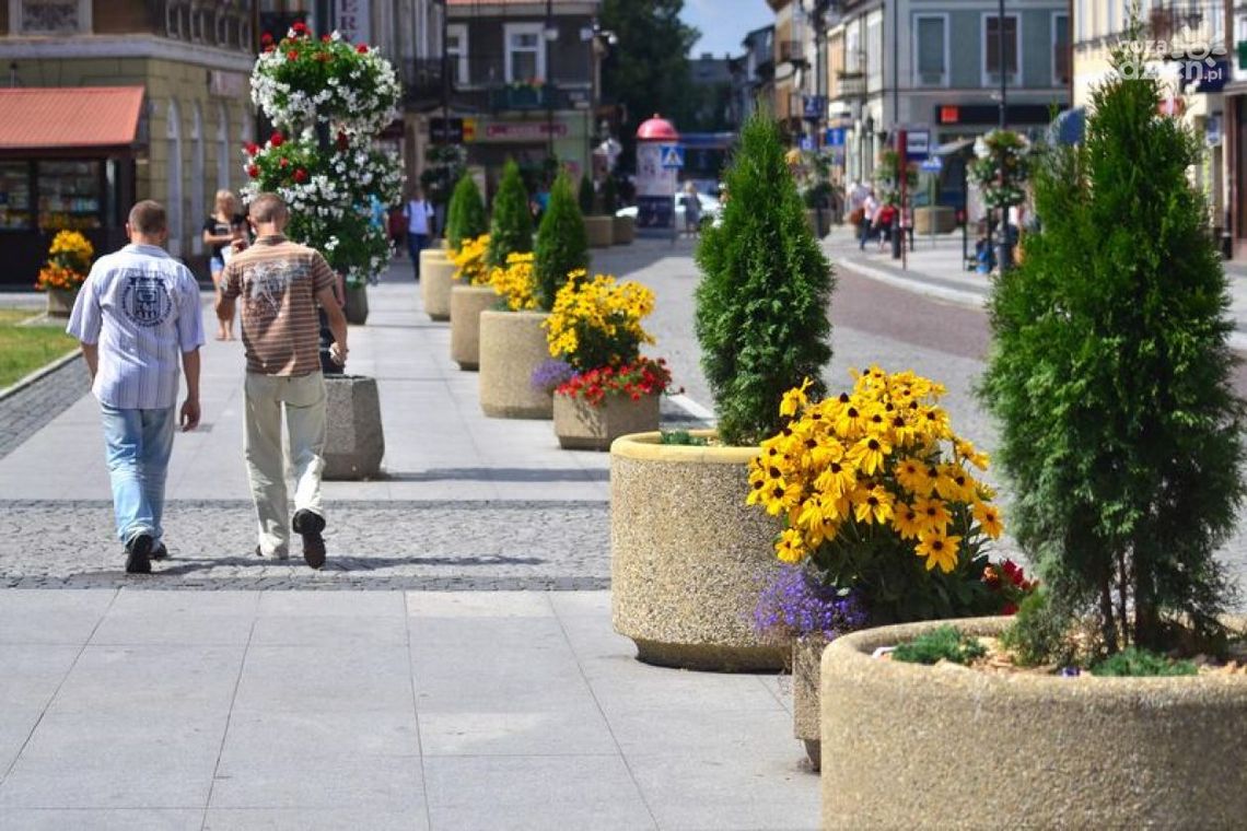 Plaga kradzieży kwiatów w centrum miasta!
