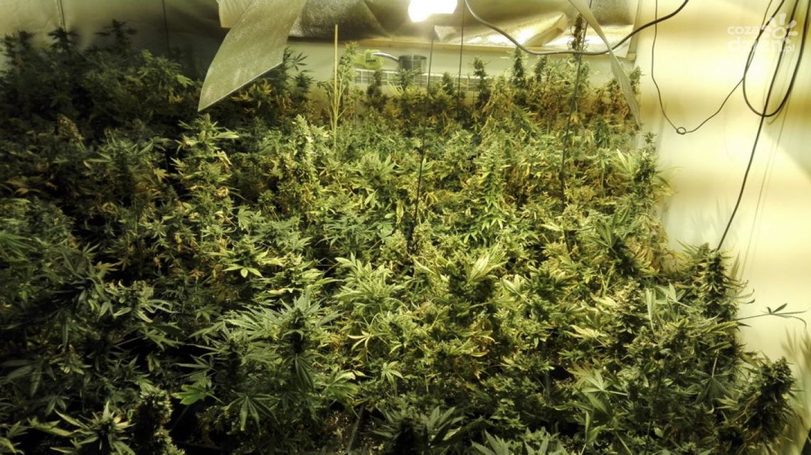 Plantacja konopi zlikwidowana Plantacja konopi zlikwidowana