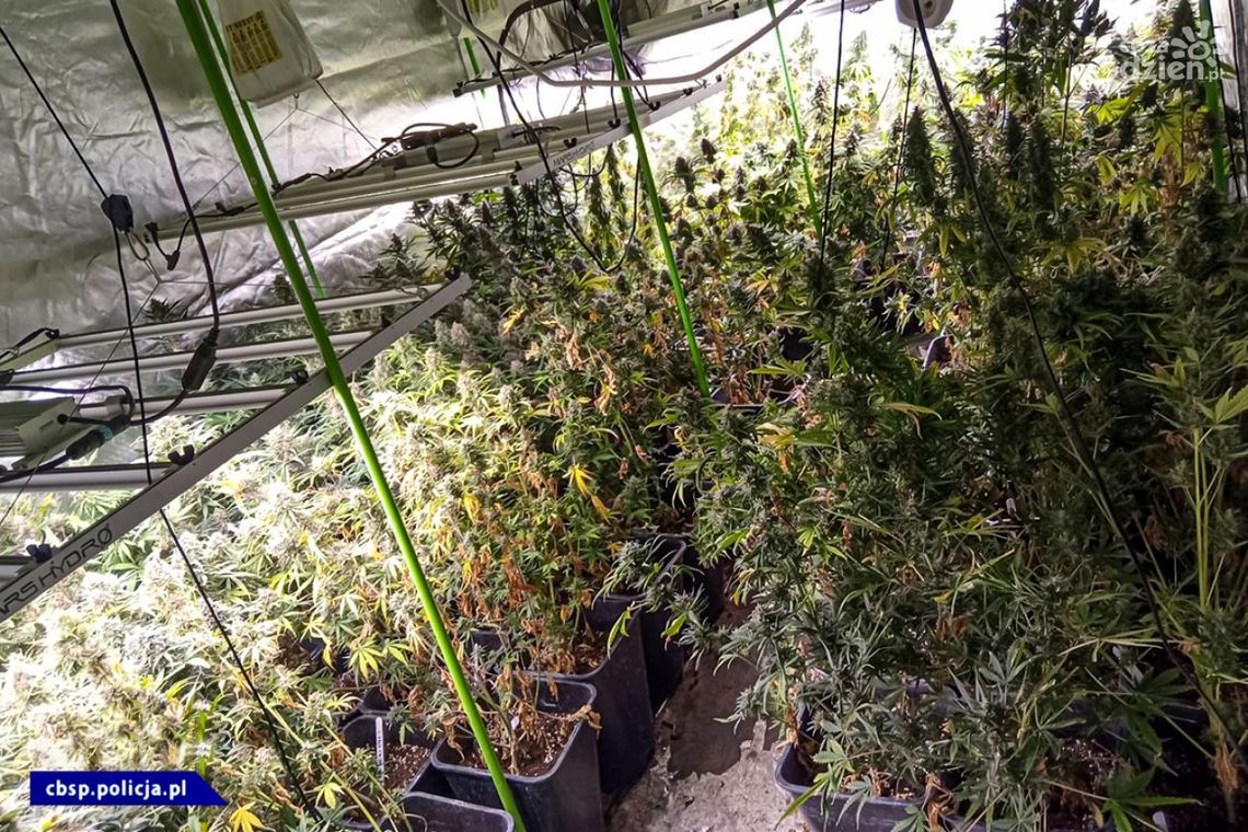 Plantacja marihuany koło Grójca zlikwidowana