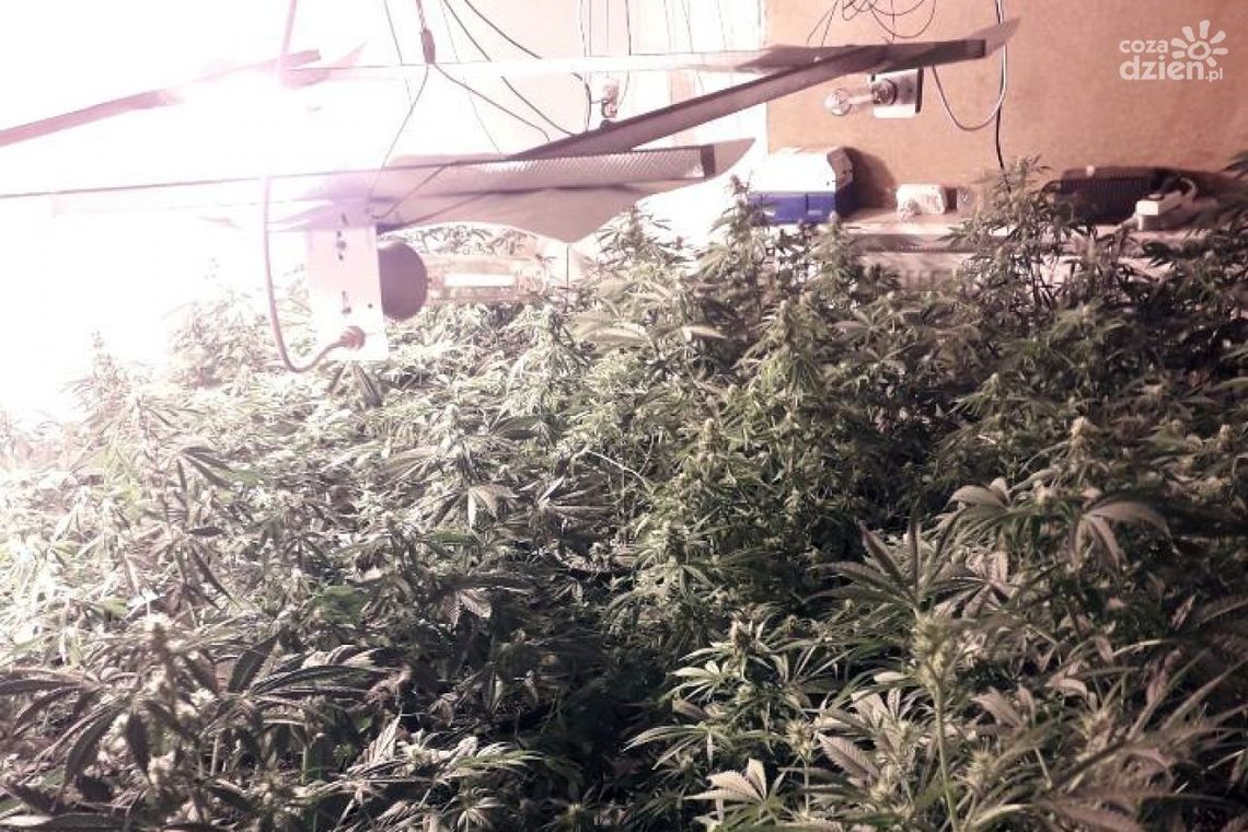 Plantacja marihuany zlikwidowana Plantacja marihuany zlikwidowana