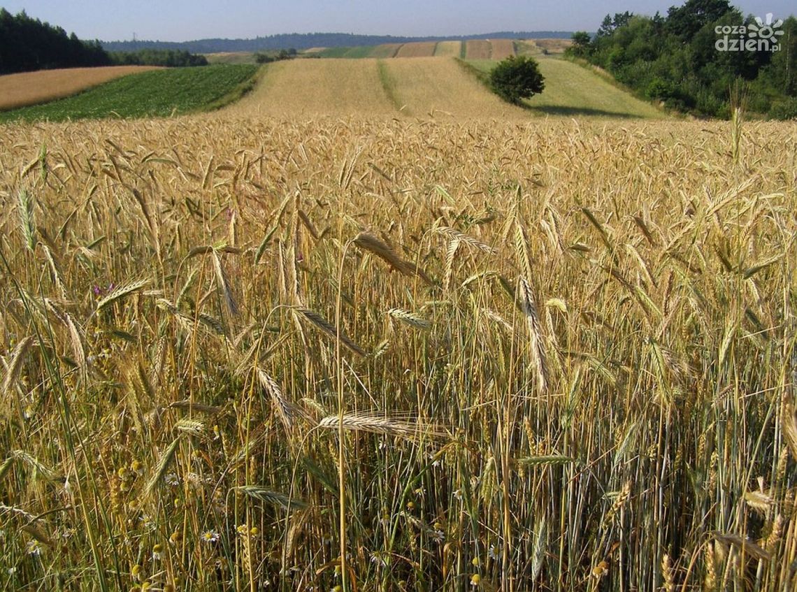Plon niesiemy, plon. Wybierz się na dożynki