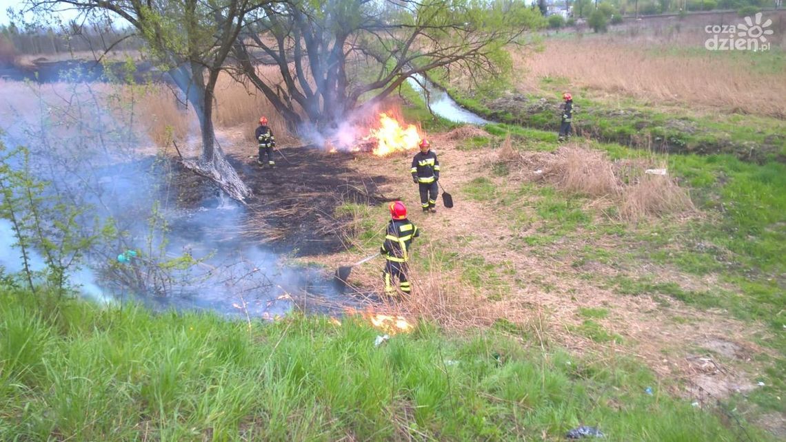Płoną trawy. W regionie radomskim padł niechlubny rekord
