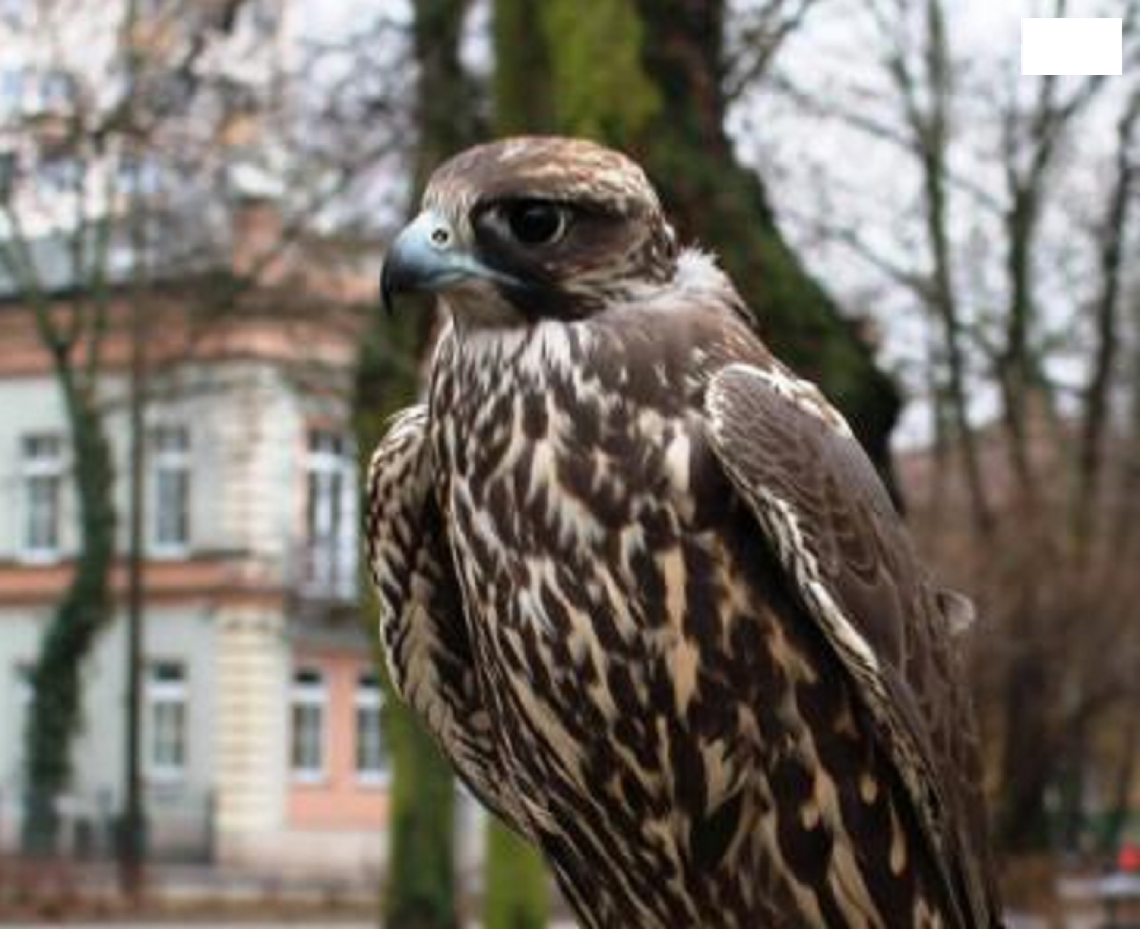 Płoszenie ptaków. Krytyka ornitologa