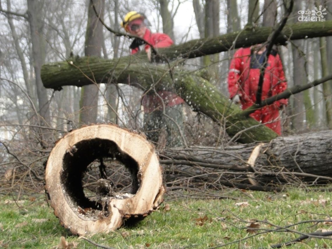 Po co ta wycinka? Rzecznik ZUK wyjaśnia