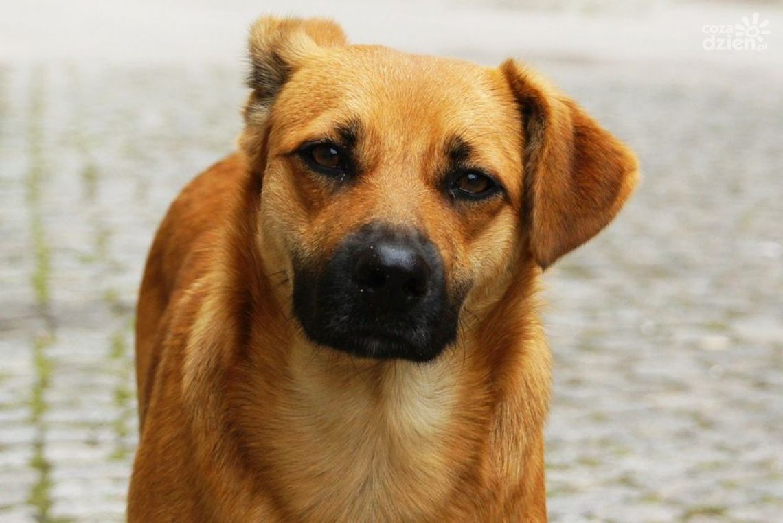 Po prostu PsiBądź i pomóż!