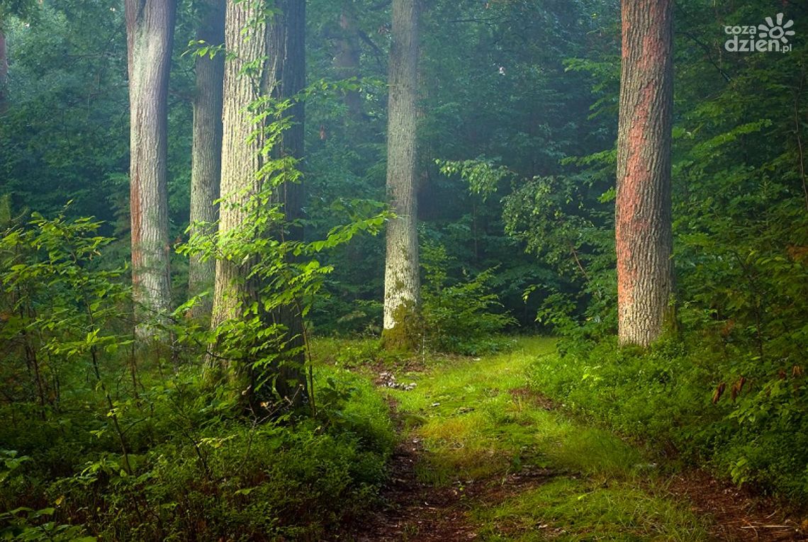 Pod Grójcem zamiast śmieci - las