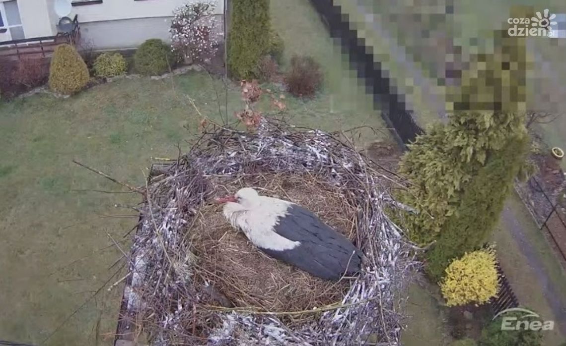 Podglądaj bociany przez całą dobę [wideo]