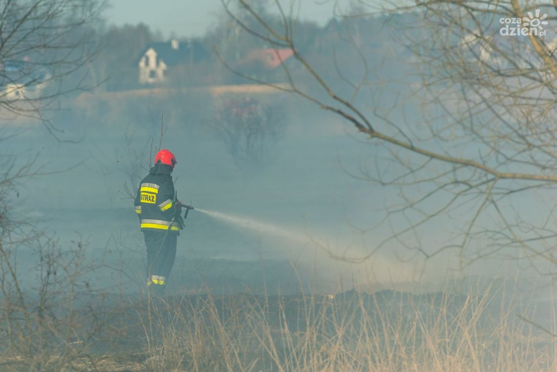 Podpalał łąki i lasy. Mężczyźnie postawiono  zarzut uszkodzenia mienia