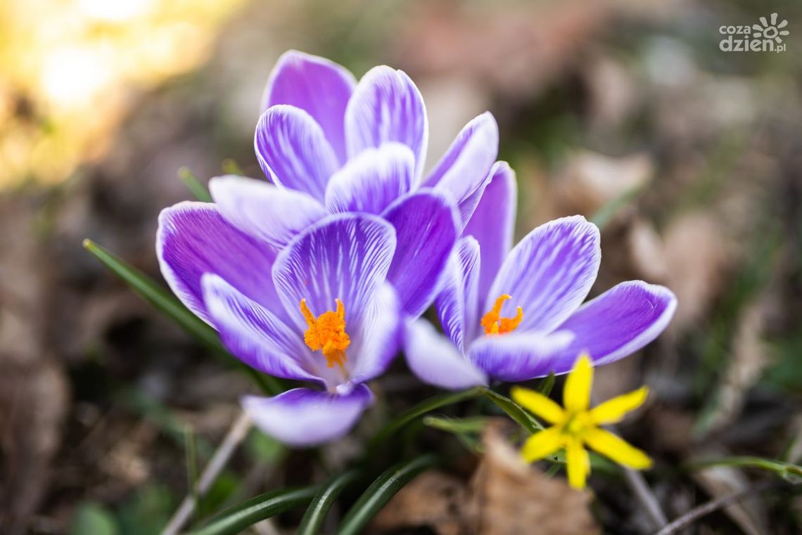 Pogoda w piątek. W nocy ślisko, a w ciągu dnia wiosna!