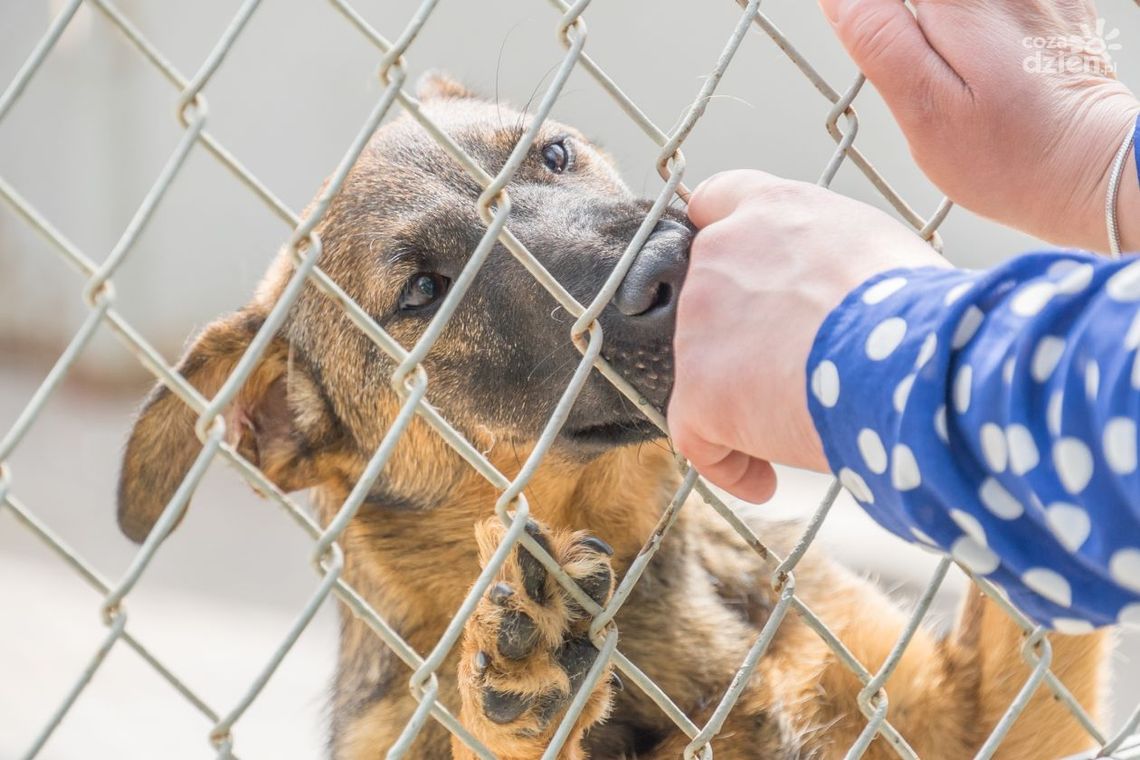"Pokochaj mnie". One na Ciebie czekają